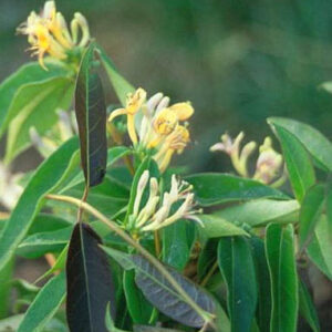 Lonicera alseuosmoides