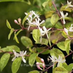 Lonicera amoena 'Rosea'