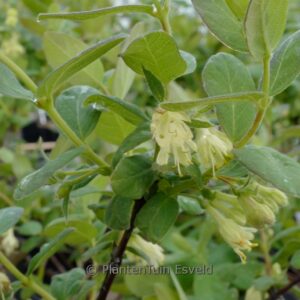 Lonicera caerulea 'Sinoglaska'