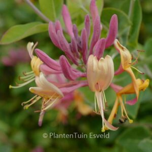 Lonicera caprifolium