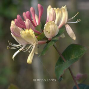 Lonicera caprifolium 'Inga'
