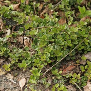 Lonicera crassifolia 'Little Honey'