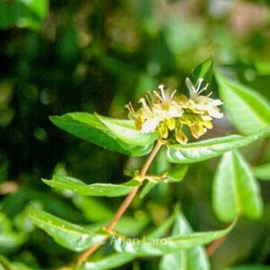 Lonicera glabrata