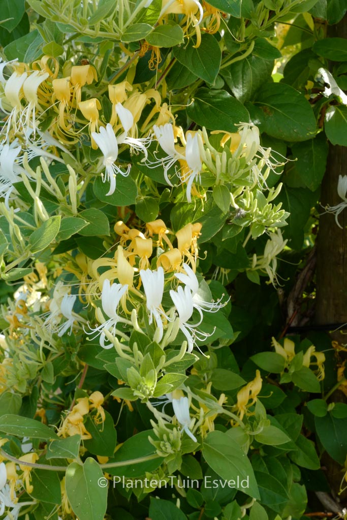 Lonicera japonica 'Hall's Prolific'
