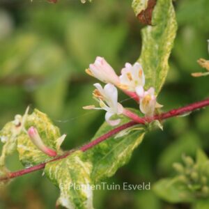 Lonicera japonica 'Horwood Gem'