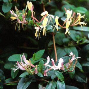 Lonicera japonica 'Interold' (DART'S WORLD)