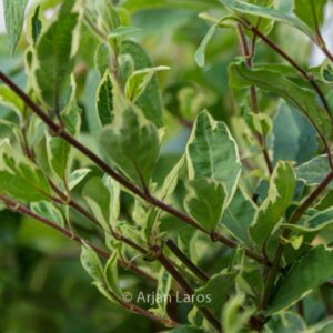 Lonicera japonica 'Maskerade'