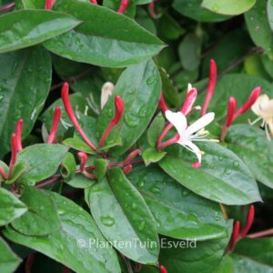 Lonicera japonica 'Purpurea'