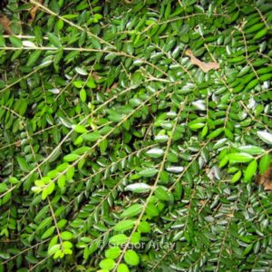 Lonicera nitida 'Hohenheimer Findling'