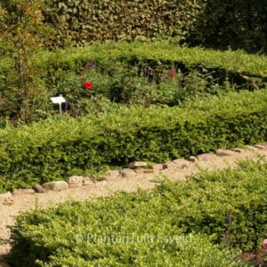 Lonicera nitida 'Maigruen'