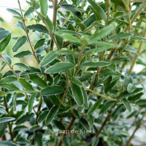 Lonicera nitida 'Silver Beauty'