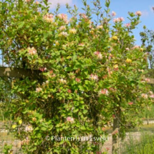 Lonicera periclymenum 'Belgica Select'