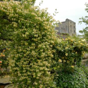 Lonicera periclymenum 'Graham Thomas'