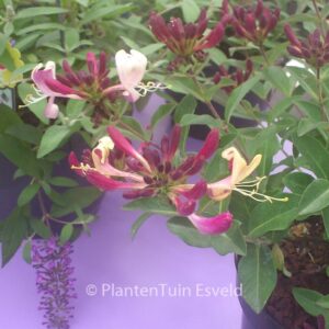 Lonicera periclymenum 'Inov205' (CHIC & CHOC)