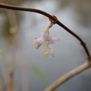 Lonicera purpusii 'Winter Beauty'