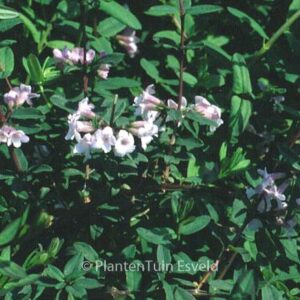 Lonicera syringantha