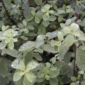 Lonicera xylosteum 'Clavey's Dwarf'