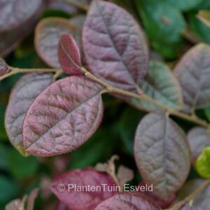 Loropetalum chinense 'Daybreak's Flame'