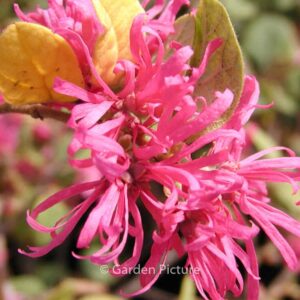 Loropetalum chinense f. rubrum