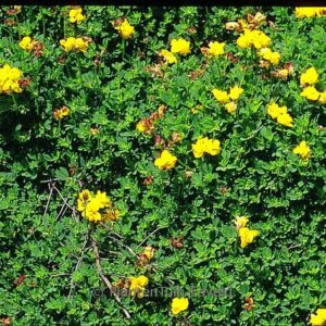Lotus corniculatus 'Pleniflorus'