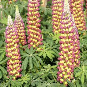 Lupinus 'Manhattan Lights' (WESTCOUNTRY SERIE