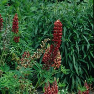 Lupinus 'The Chatelaine'