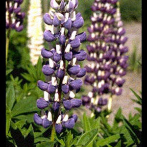 Lupinus 'The Governor'