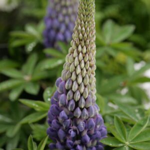 Lupinus West Country 'Persian Slipper'