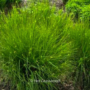 Luzula nivea 'Schneehaeschen'