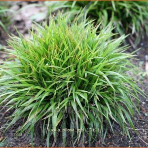 Luzula pilosa 'Igel'