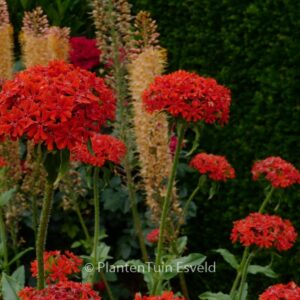 Lychnis chalcedonica