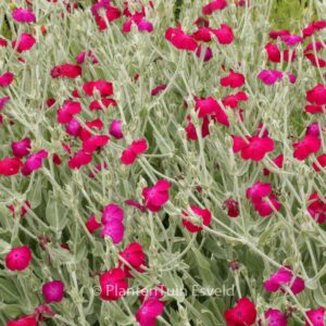 Lychnis coronaria