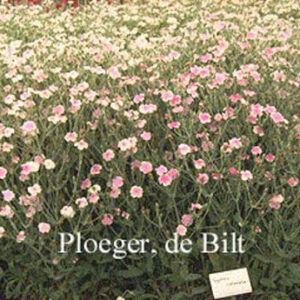 Lychnis coronaria 'Oculata'