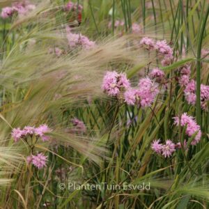 Lychnis flos-cuculi 'Lychjen' (JENNY)