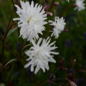 Lychnis flos-cuculi 'White Robin'