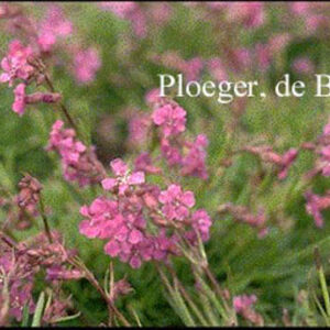 Lychnis viscaria 'Splendens'