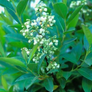 Lyonia ligustrina
