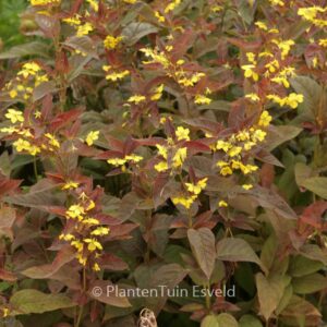 Lysimachia ciliata 'Firecracker'