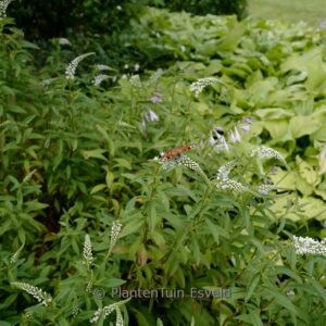 Lysimachia clethroides