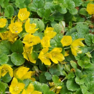 Lysimachia nummularia