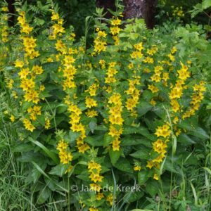 Lysimachia vulgaris