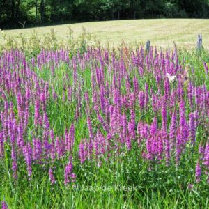 Lythrum salicaria