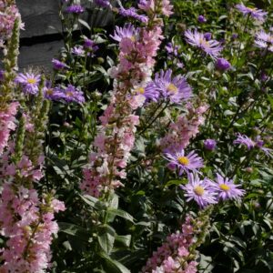 Lythrum salicaria 'Blush'