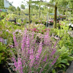 Lythrum salicaria 'Lady Sackville'