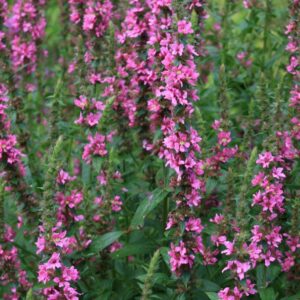 Lythrum salicaria 'Zigeunerblut'