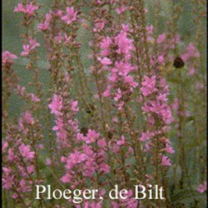 Lythrum virgatum 'Dropmore Purple'
