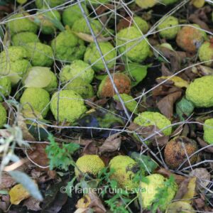Maclura pomifera