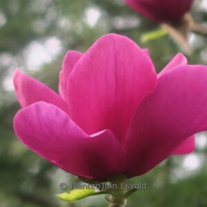 Magnolia 'Anne Leitner'