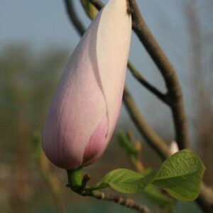 Magnolia 'Anne Rosse' x 'Leda'