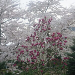 Magnolia 'Antje Zandee'